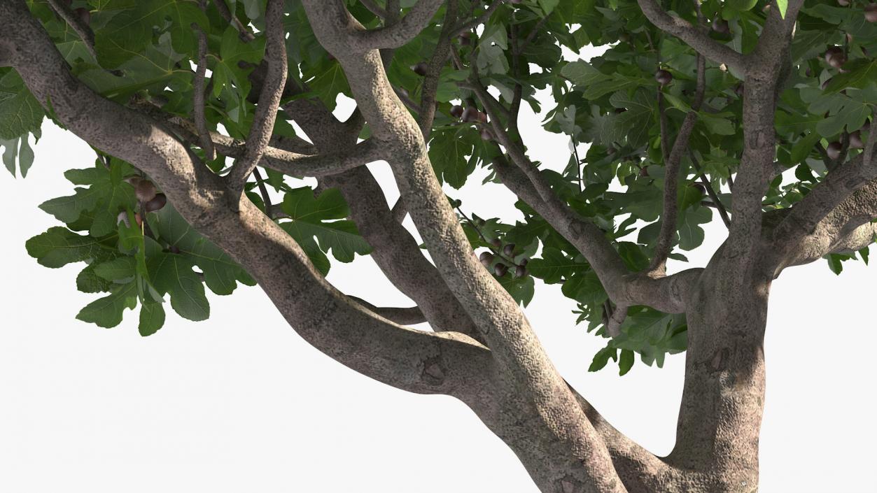 Big Fig Tree with Fruits 3D model