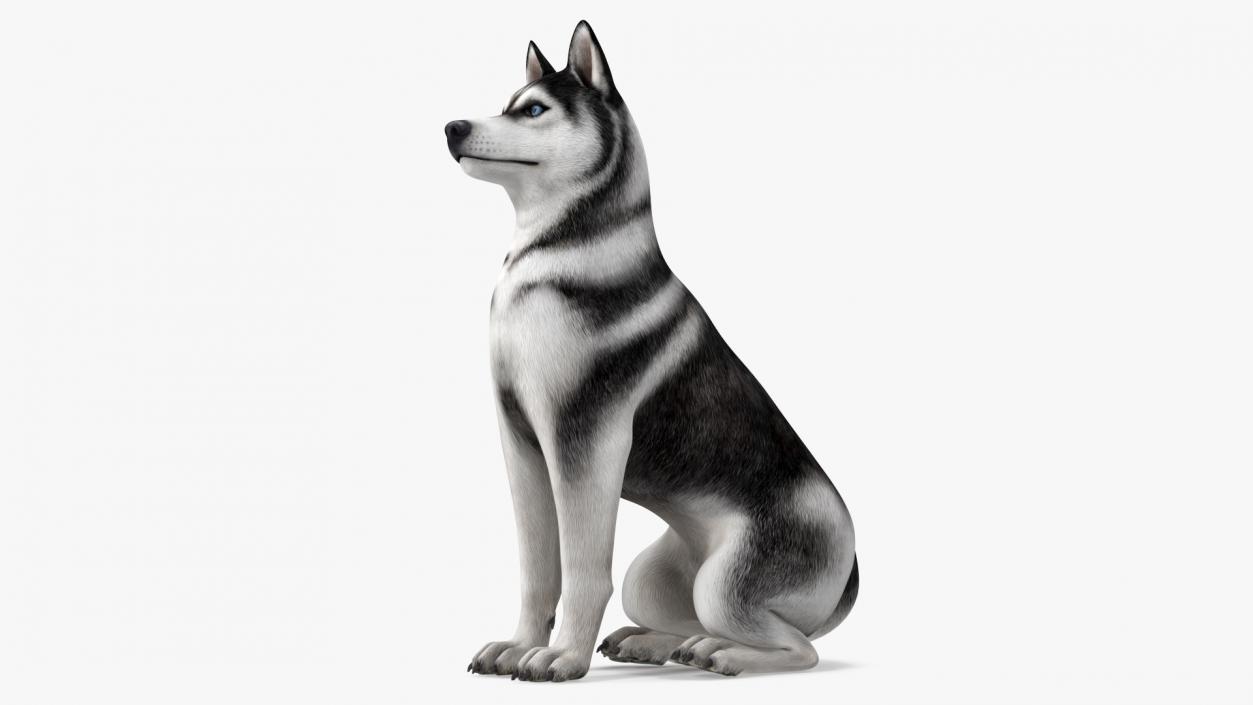 3D Sitting Husky Dog Black and White model