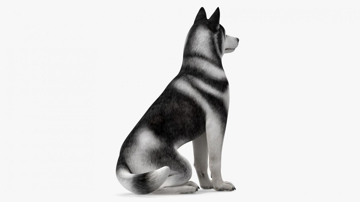 3D Sitting Husky Dog Black and White model