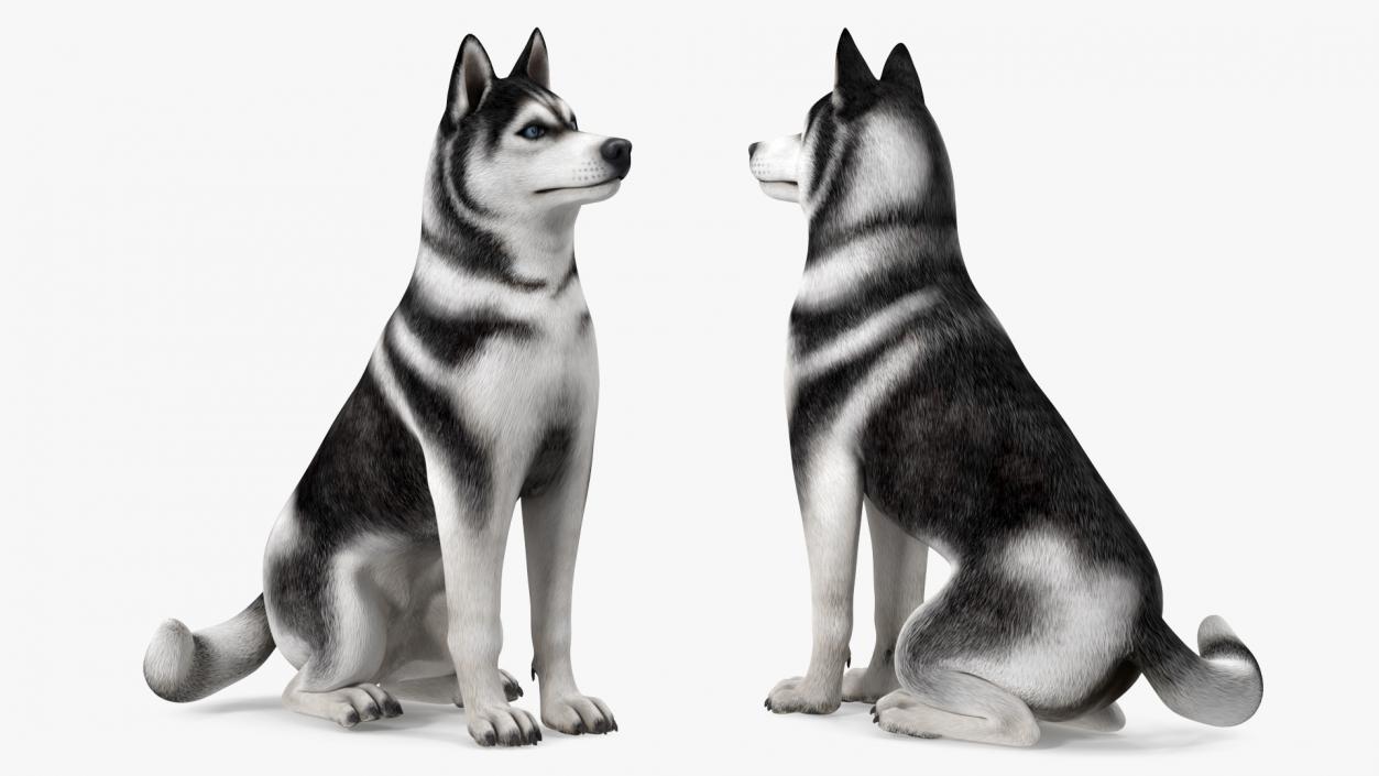 3D Sitting Husky Dog Black and White model