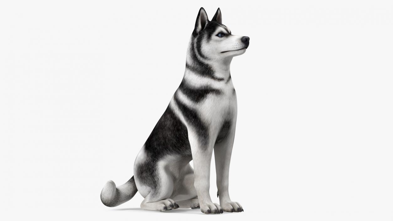 3D Sitting Husky Dog Black and White model