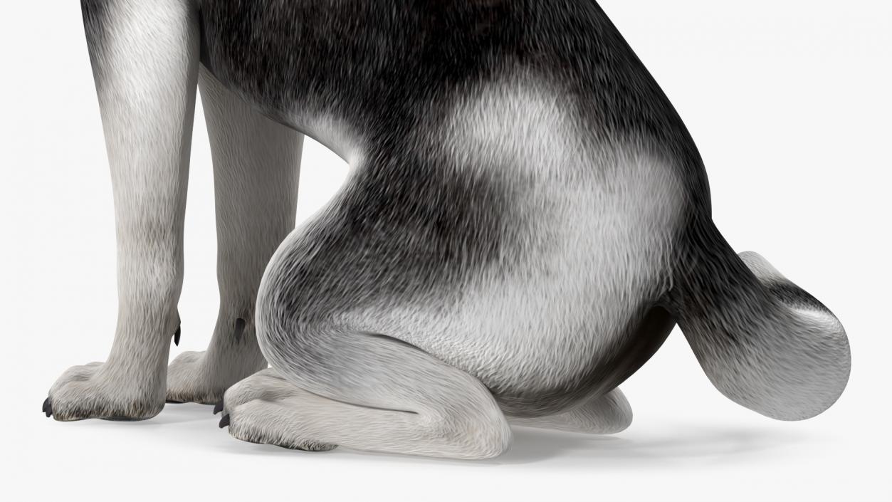 3D Sitting Husky Dog Black and White model