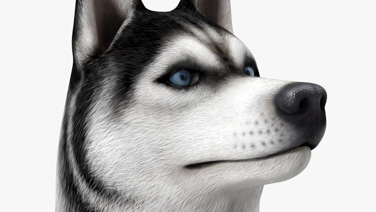 3D Sitting Husky Dog Black and White model