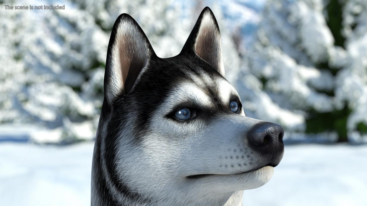 3D Sitting Husky Dog Black and White model