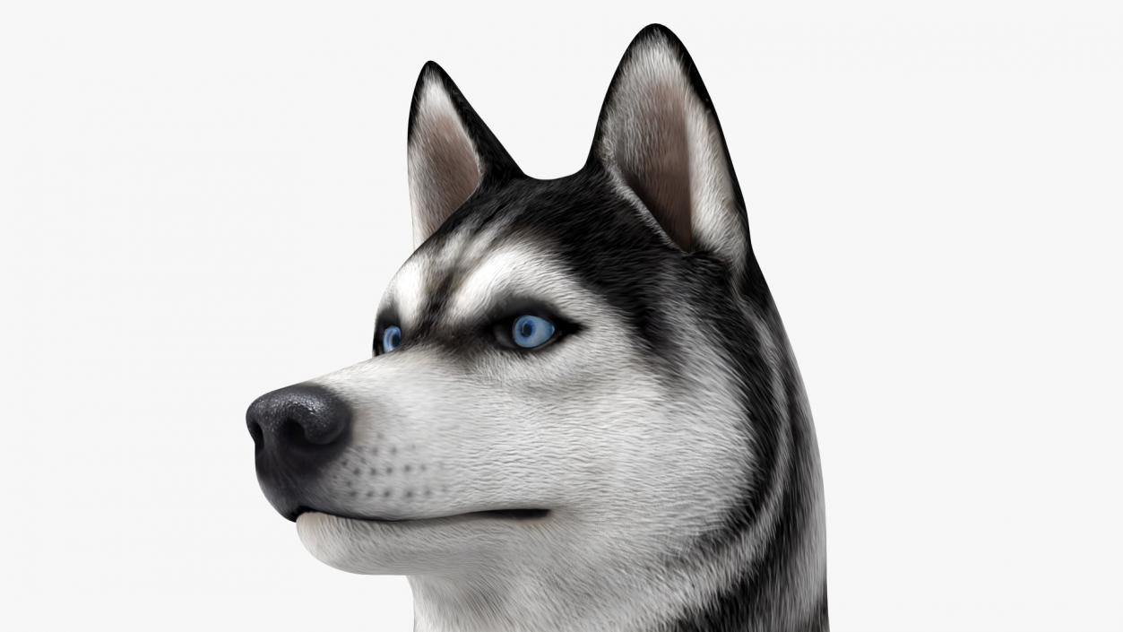 3D Sitting Husky Dog Black and White model