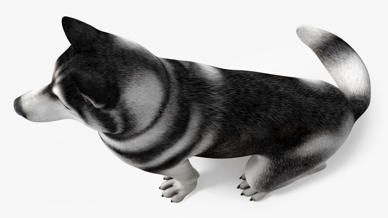 3D Sitting Husky Dog Black and White model