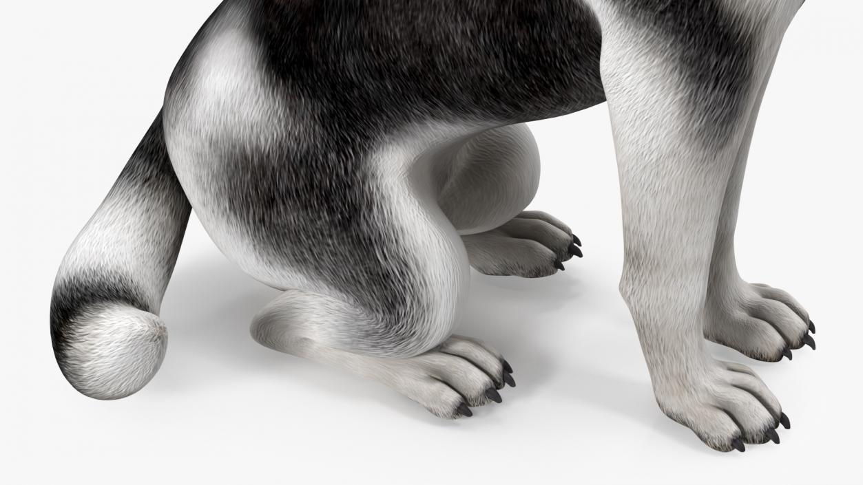 3D Sitting Husky Dog Black and White model