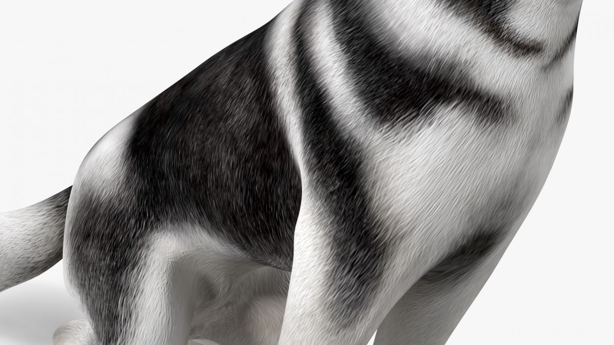 3D Sitting Husky Dog Black and White model