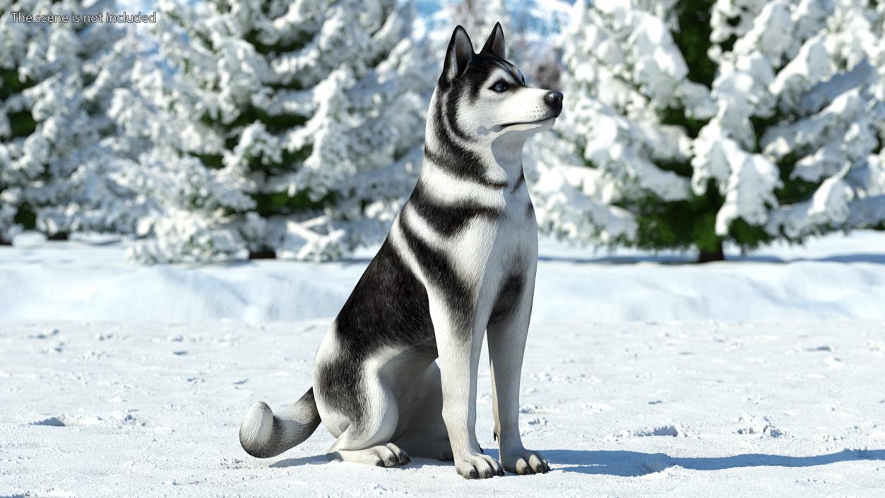 3D Sitting Husky Dog Black and White model