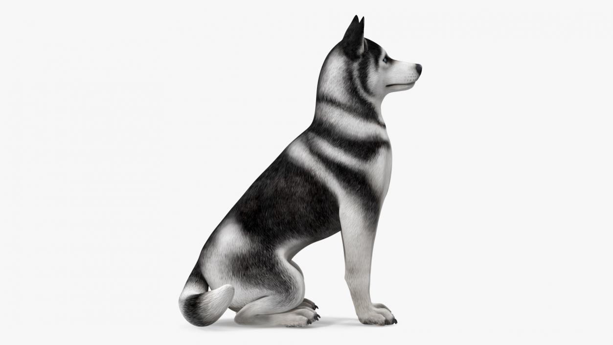 3D Sitting Husky Dog Black and White model