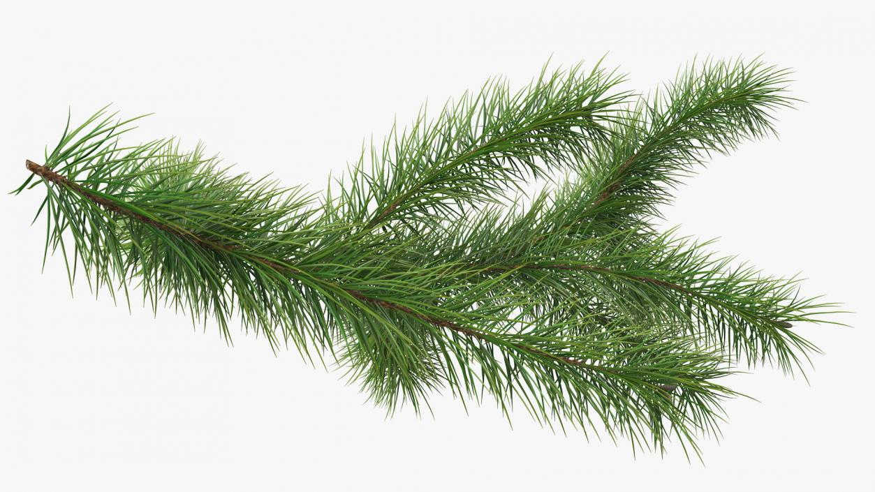 Green Pine Branch 3D