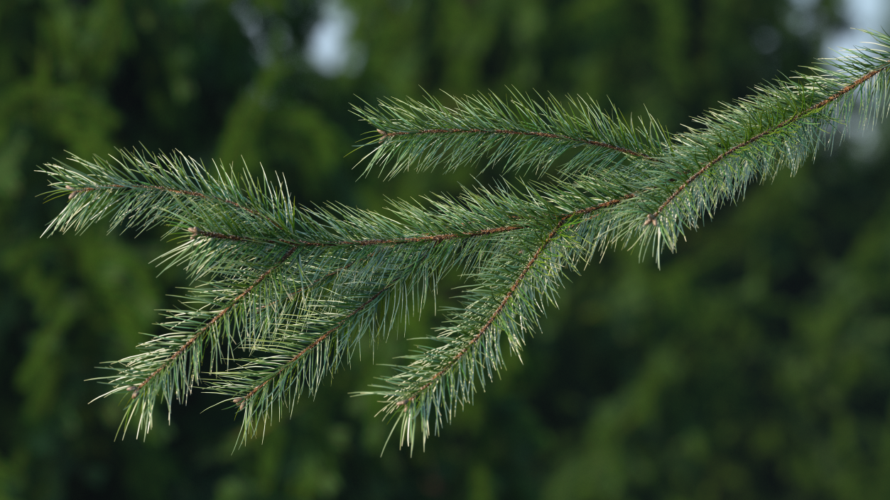 Green Pine Branch 3D