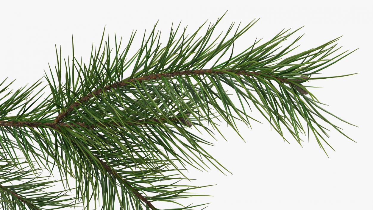 Green Pine Branch 3D