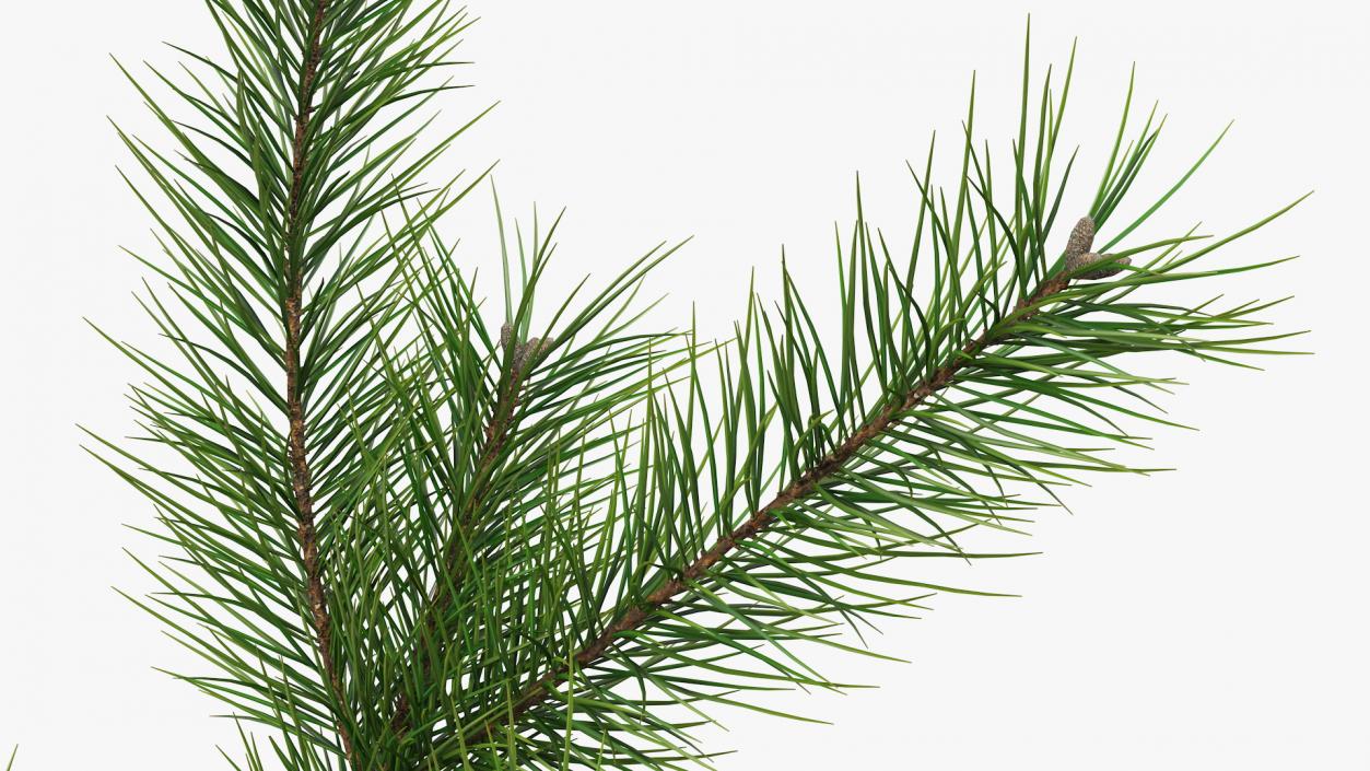 Green Pine Branch 3D