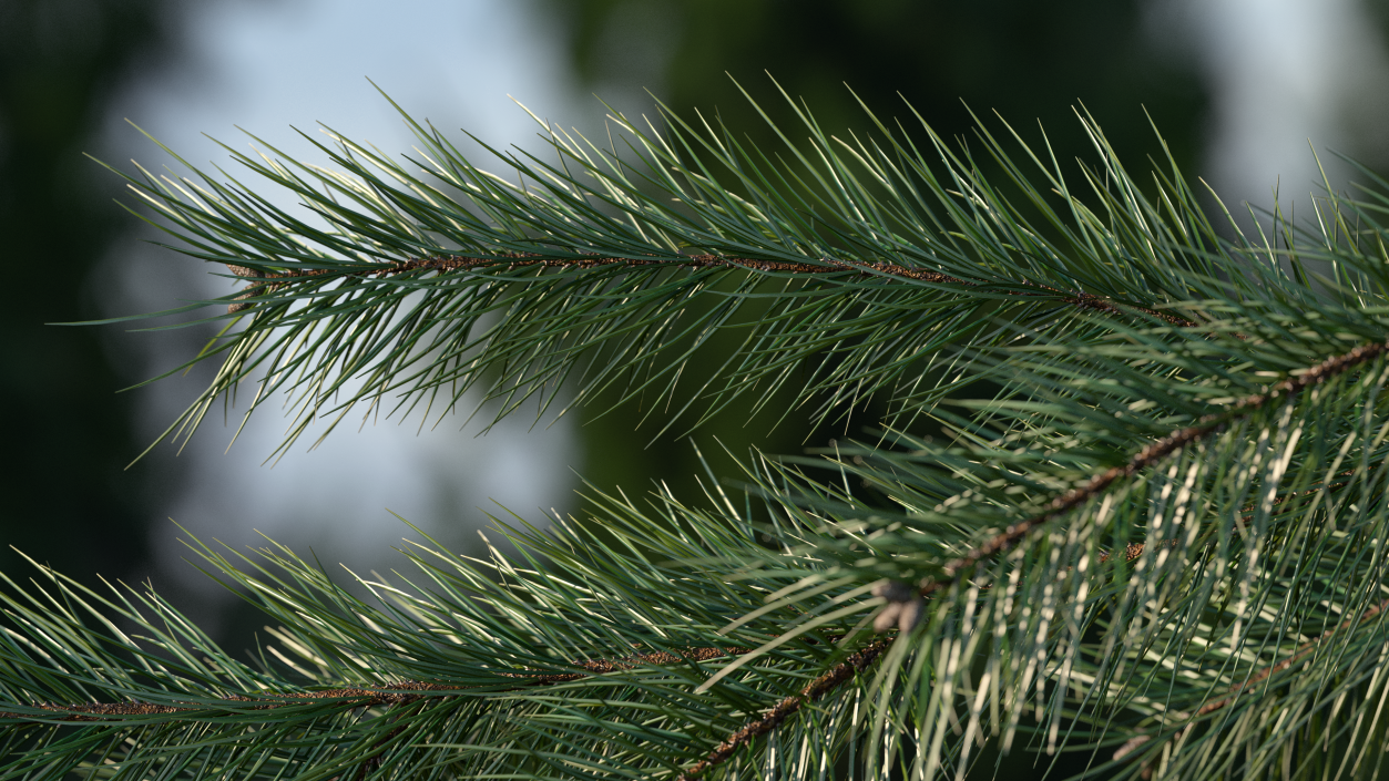 Green Pine Branch 3D