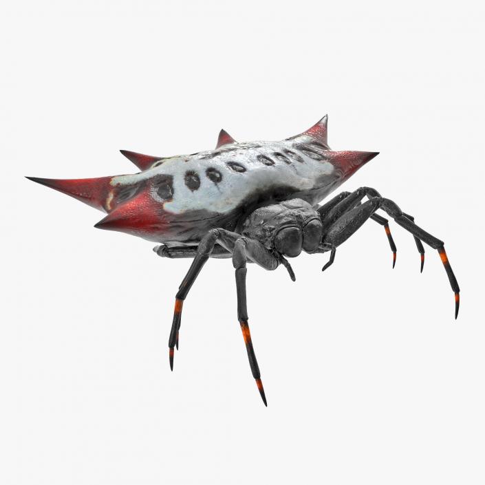 3D Spiny Orb Weaver Spider model