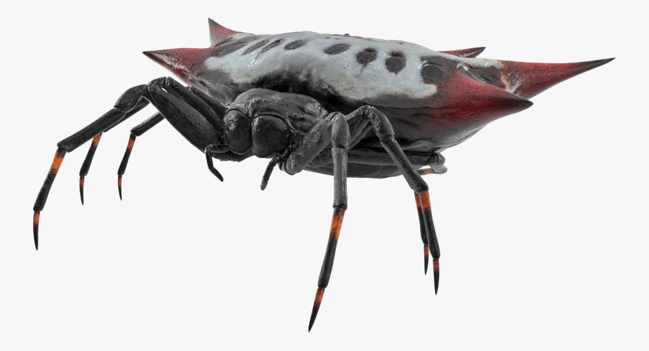 3D Spiny Orb Weaver Spider model