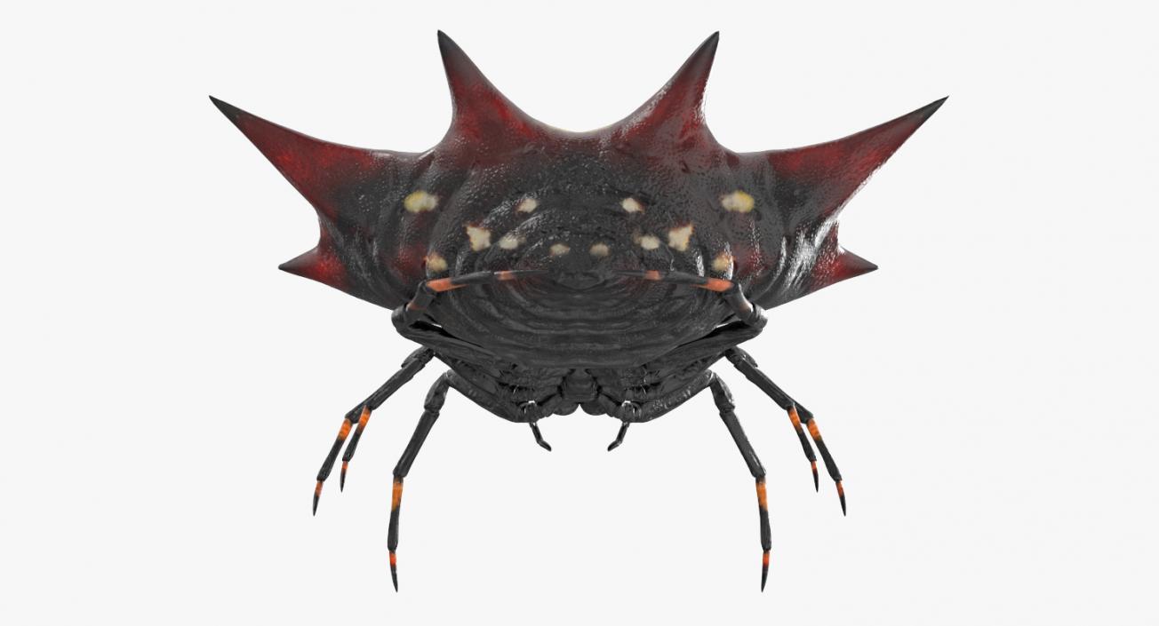 3D Spiny Orb Weaver Spider model