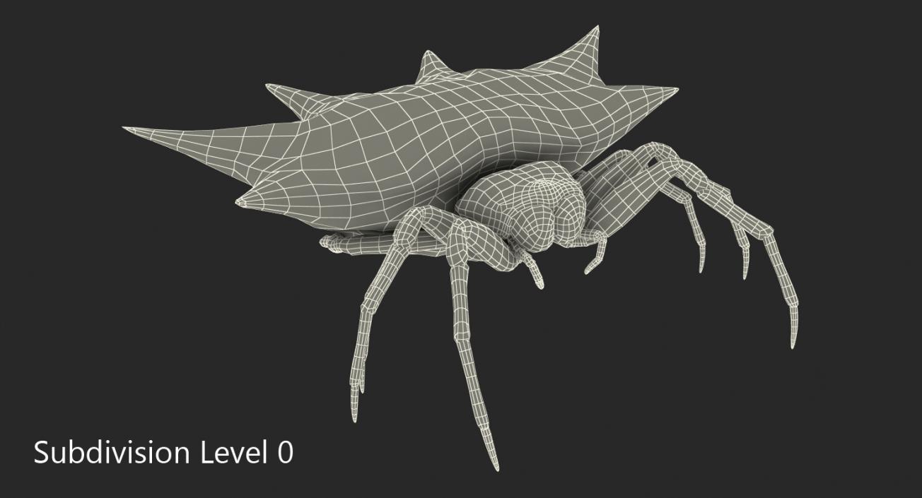 3D Spiny Orb Weaver Spider model