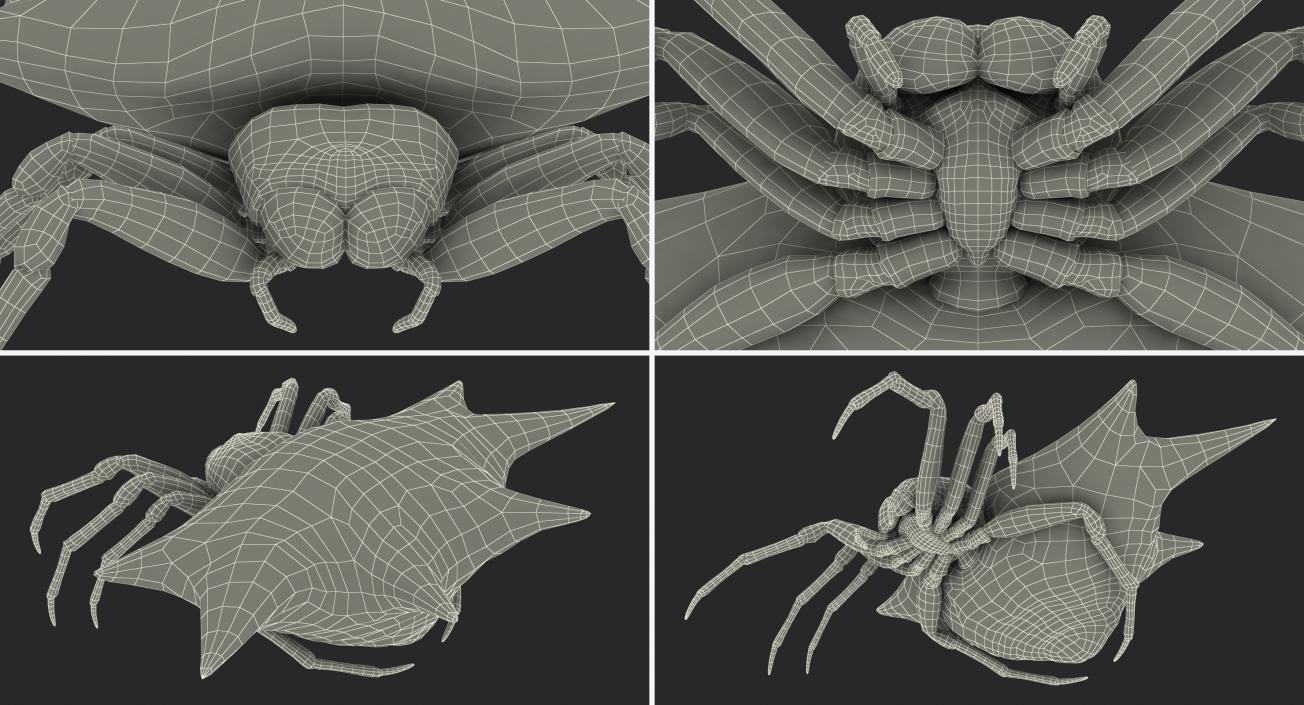 3D Spiny Orb Weaver Spider model