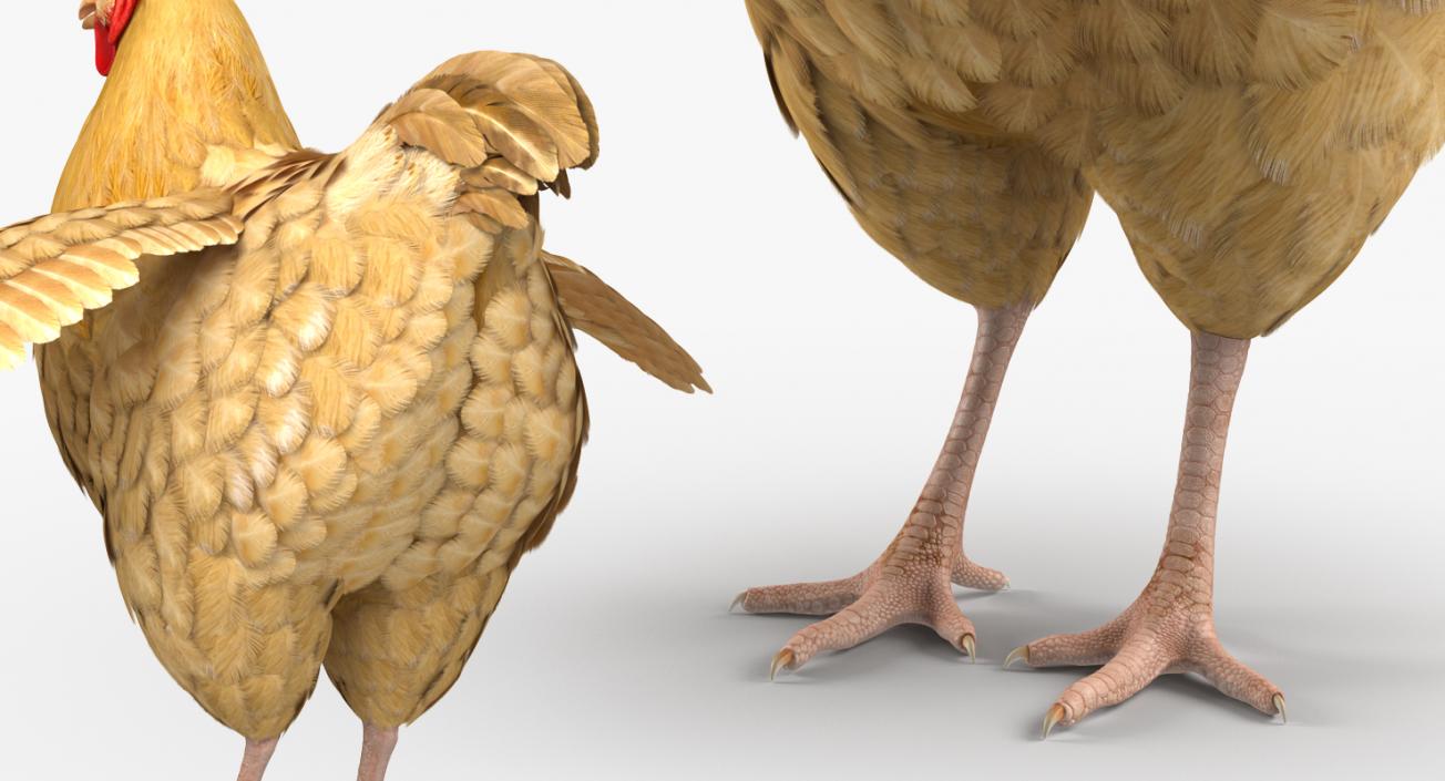 Chicken 3D model