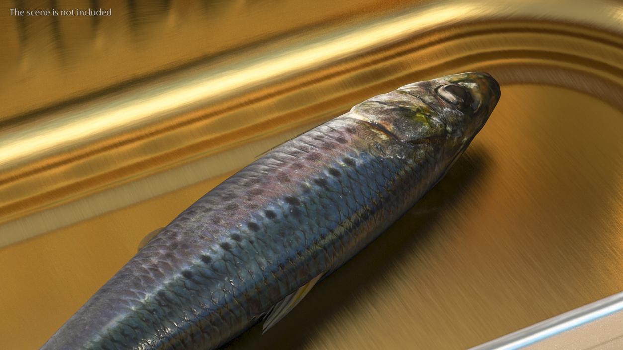 Canned Sardine Fish 3D model