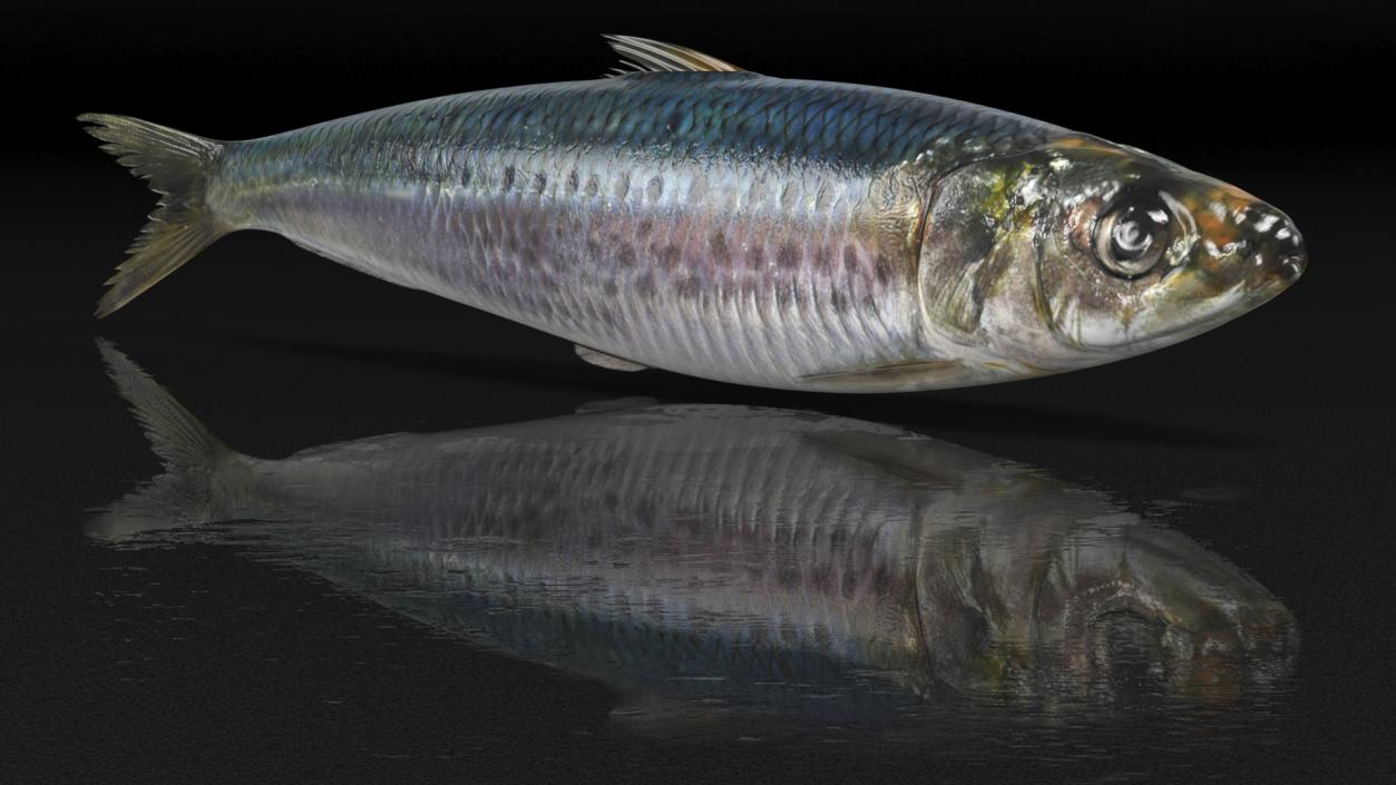 Canned Sardine Fish 3D model