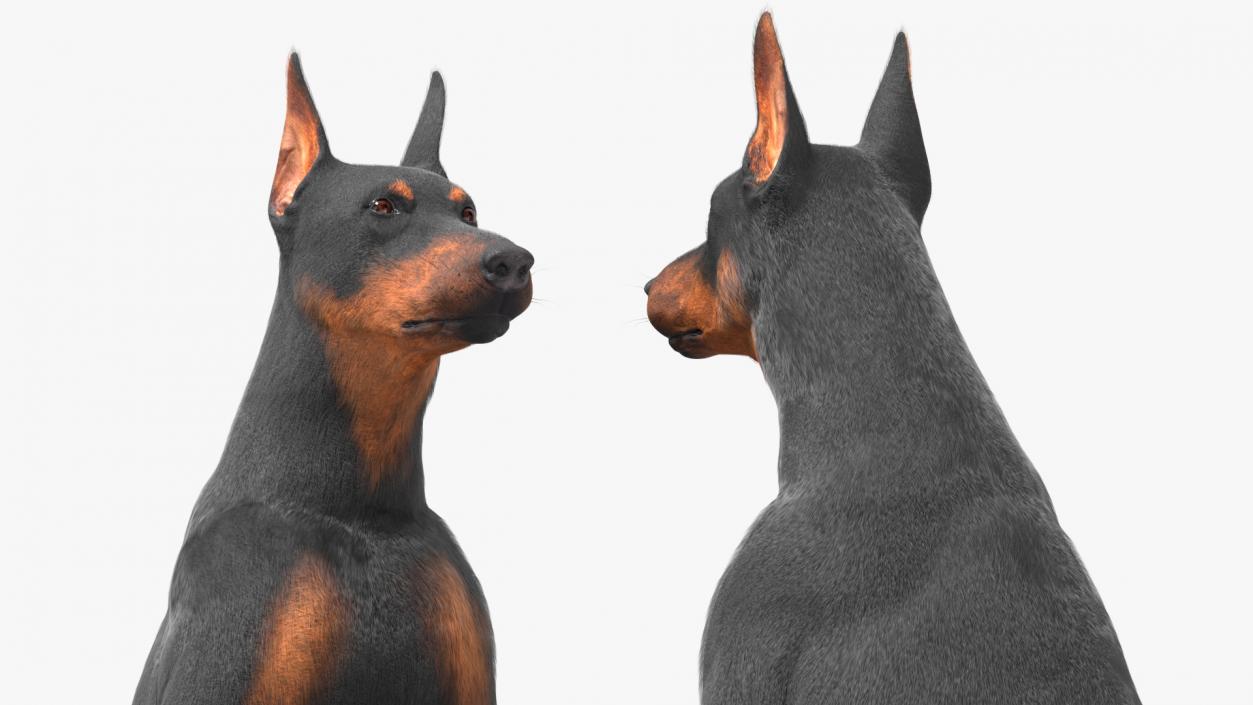 3D model Doberman Pinscher Dog Sits Fur