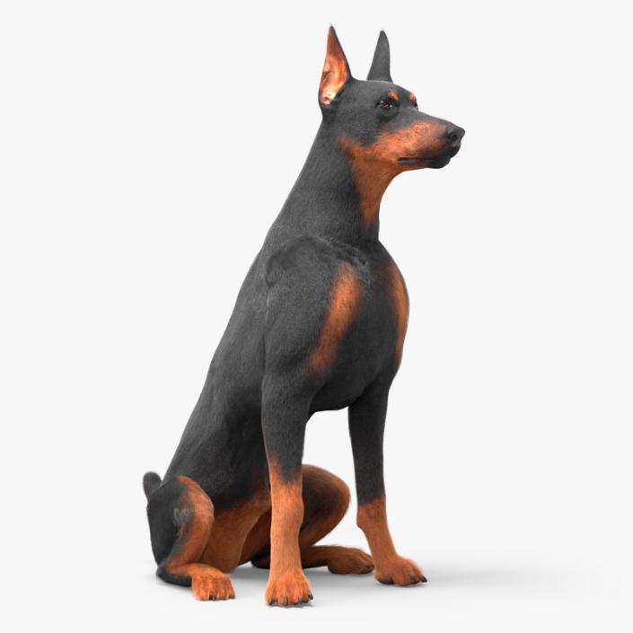 3D model Doberman Pinscher Dog Sits Fur