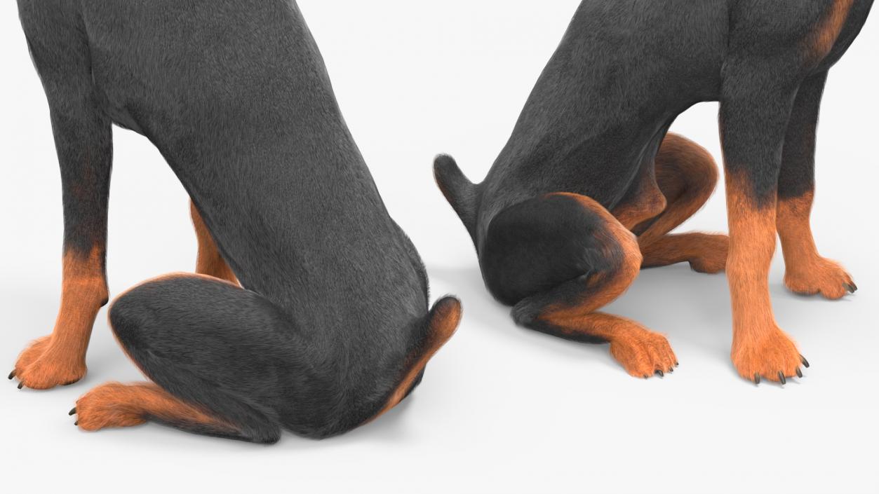 3D model Doberman Pinscher Dog Sits Fur