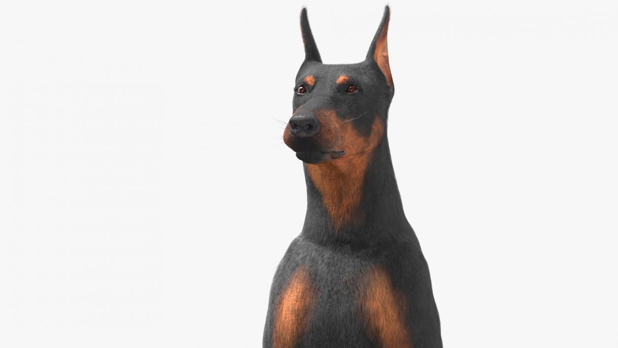 3D model Doberman Pinscher Dog Sits Fur