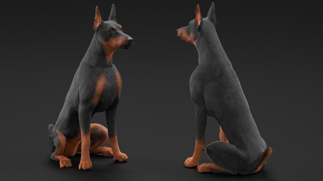 3D model Doberman Pinscher Dog Sits Fur