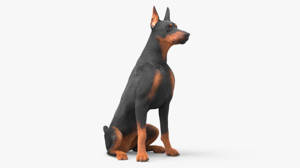 3D model Doberman Pinscher Dog Sits Fur