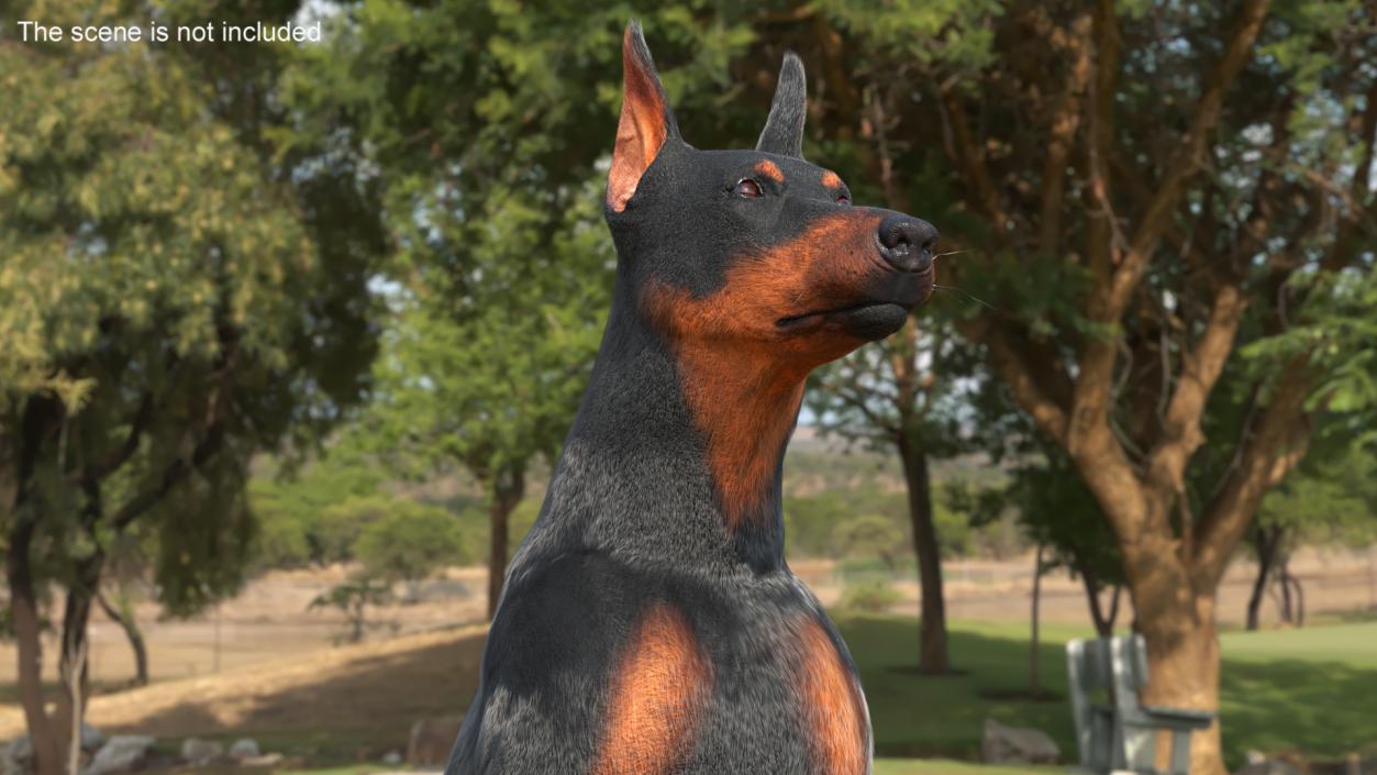 3D model Doberman Pinscher Dog Sits Fur