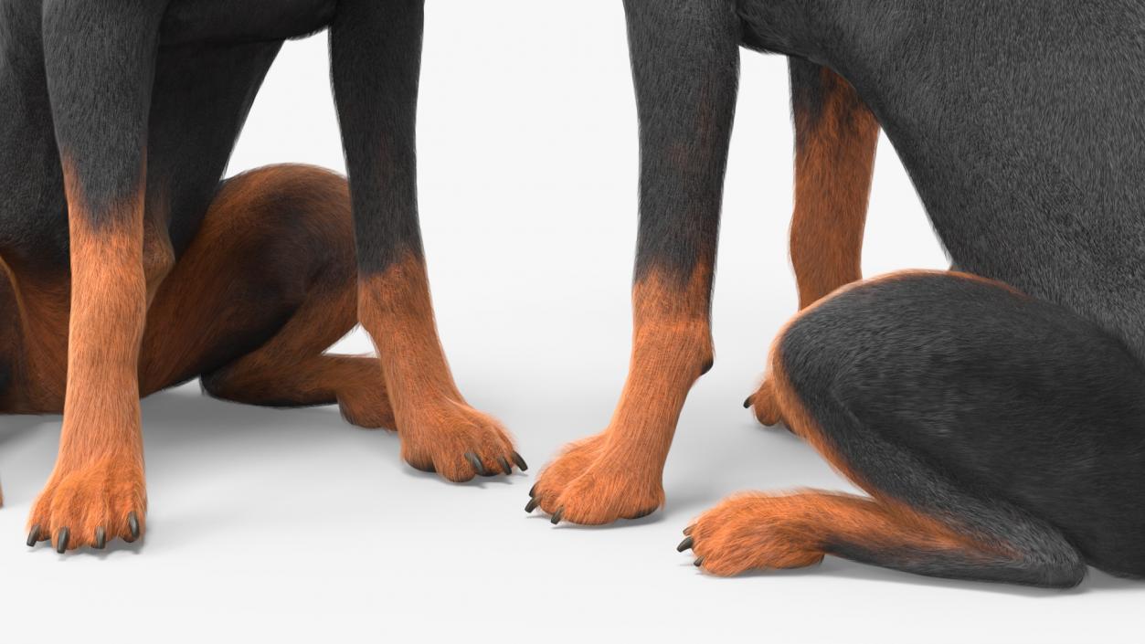 3D model Doberman Pinscher Dog Sits Fur