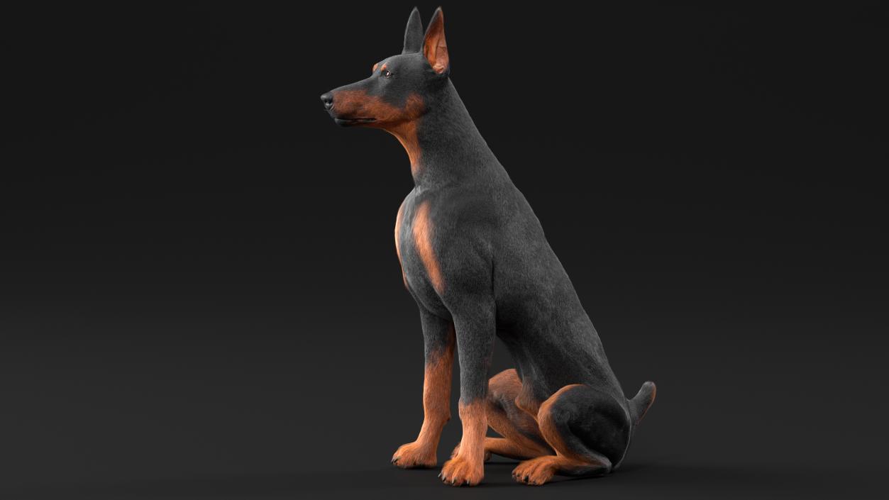 3D model Doberman Pinscher Dog Sits Fur