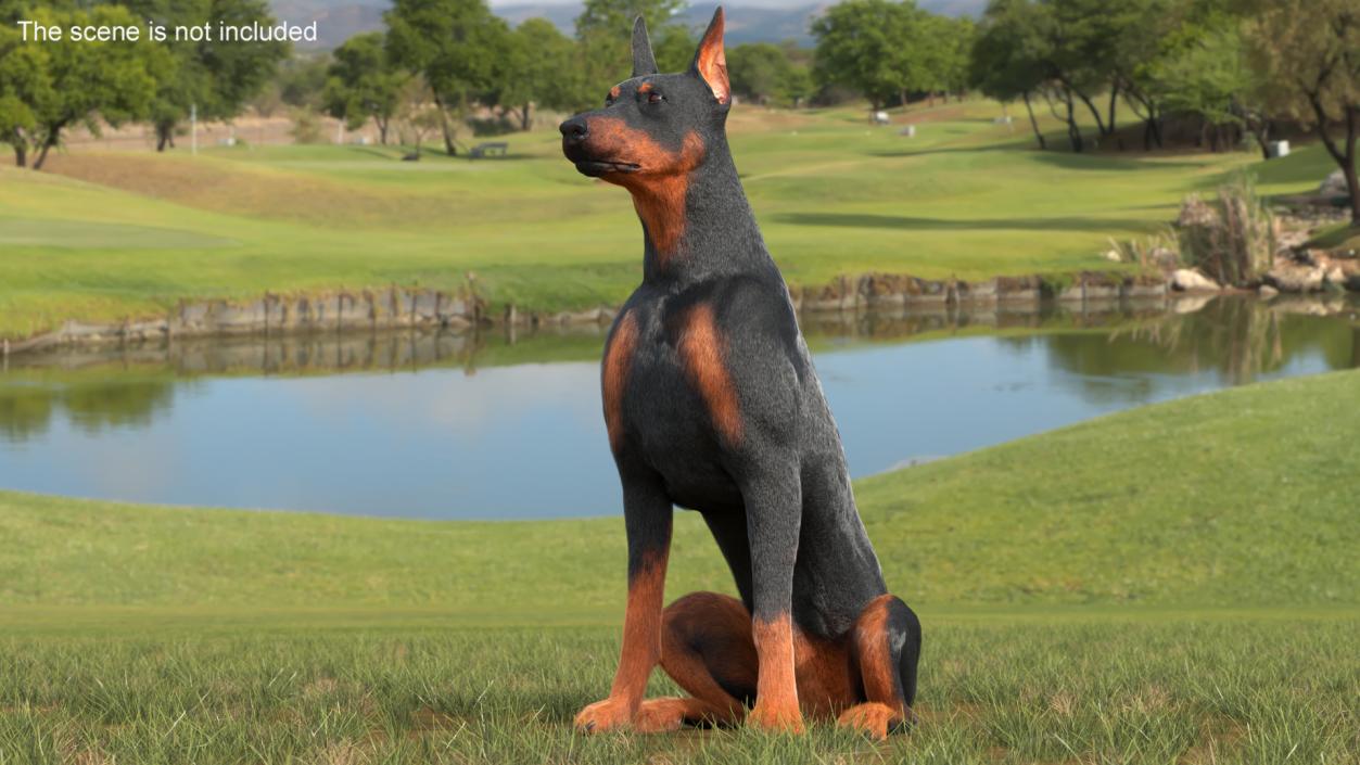 3D model Doberman Pinscher Dog Sits Fur