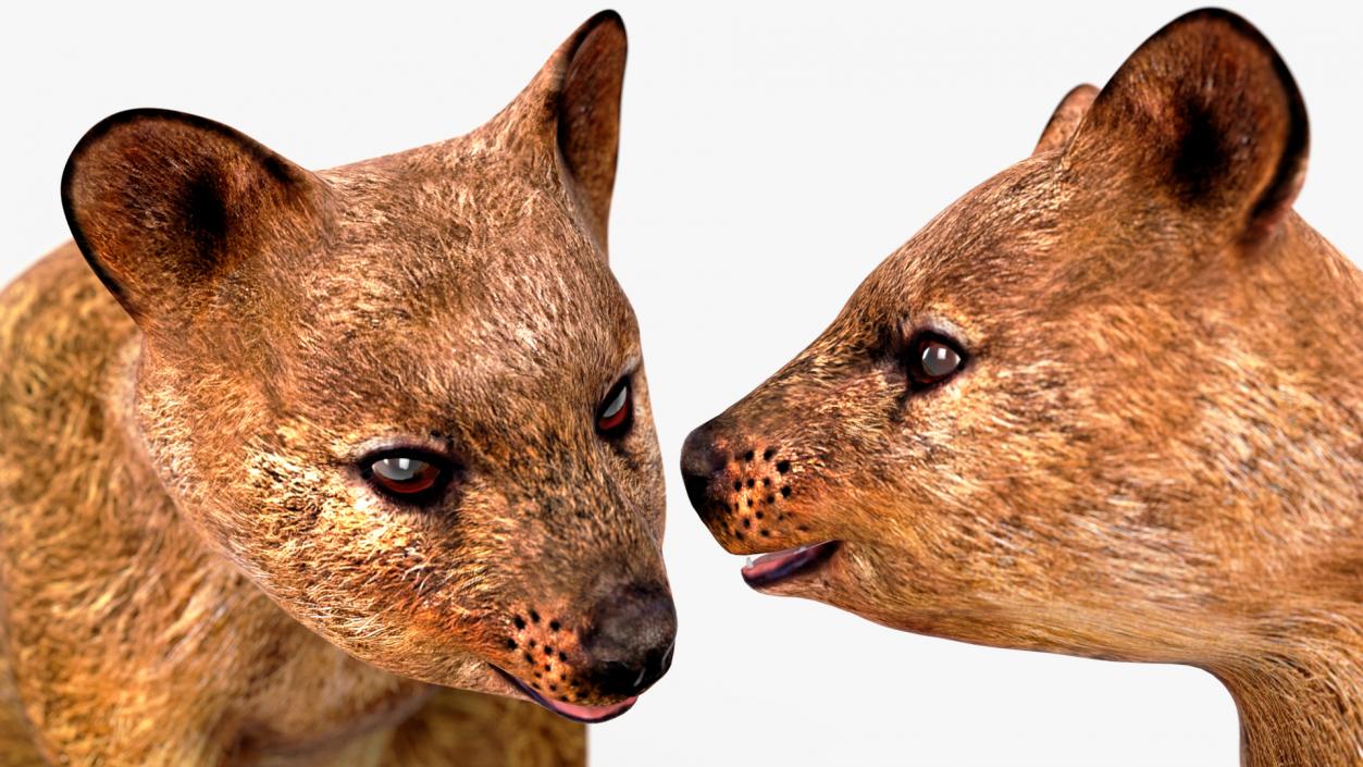 3D model Quokka Kangaroo