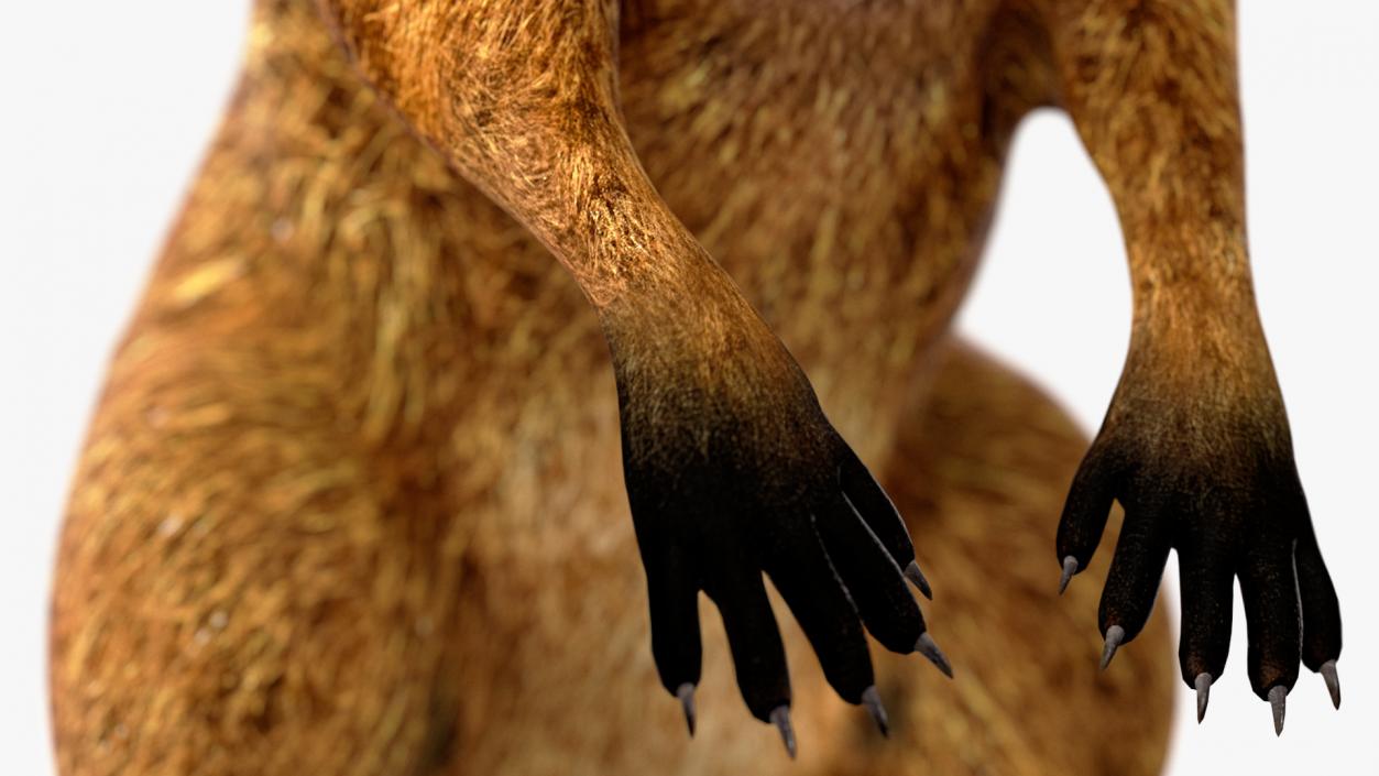 3D model Quokka Kangaroo