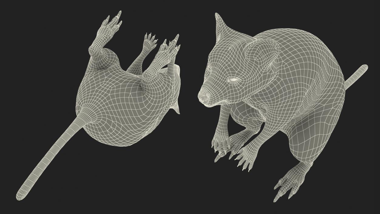 3D model Quokka Kangaroo