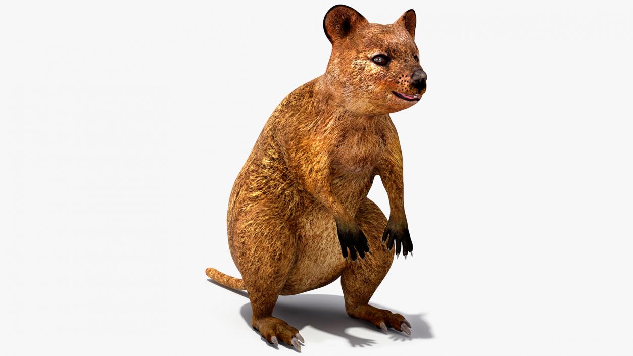 3D model Quokka Kangaroo