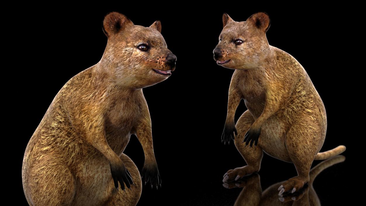 3D model Quokka Kangaroo