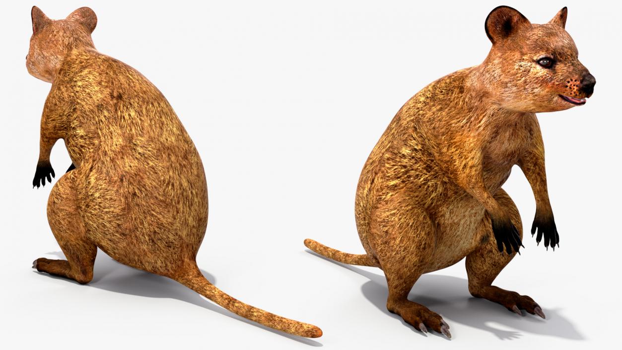 3D model Quokka Kangaroo