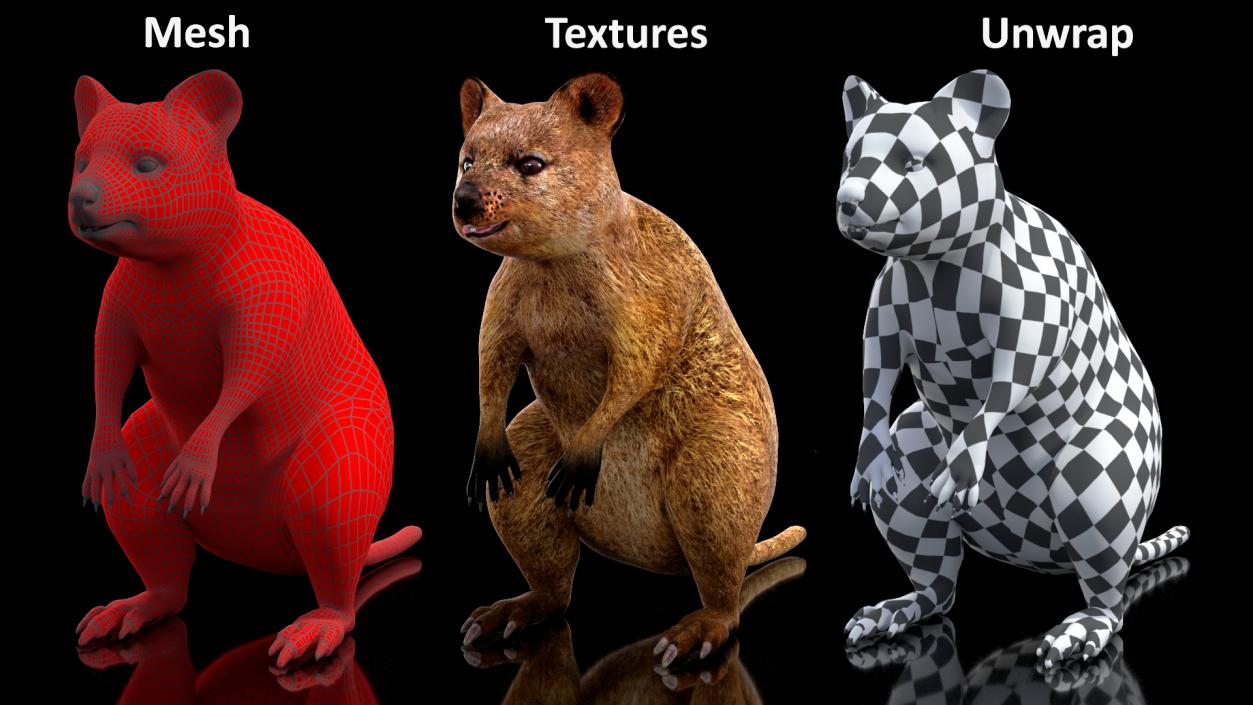 3D model Quokka Kangaroo