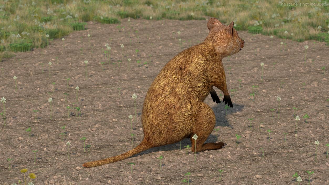 3D model Quokka Kangaroo