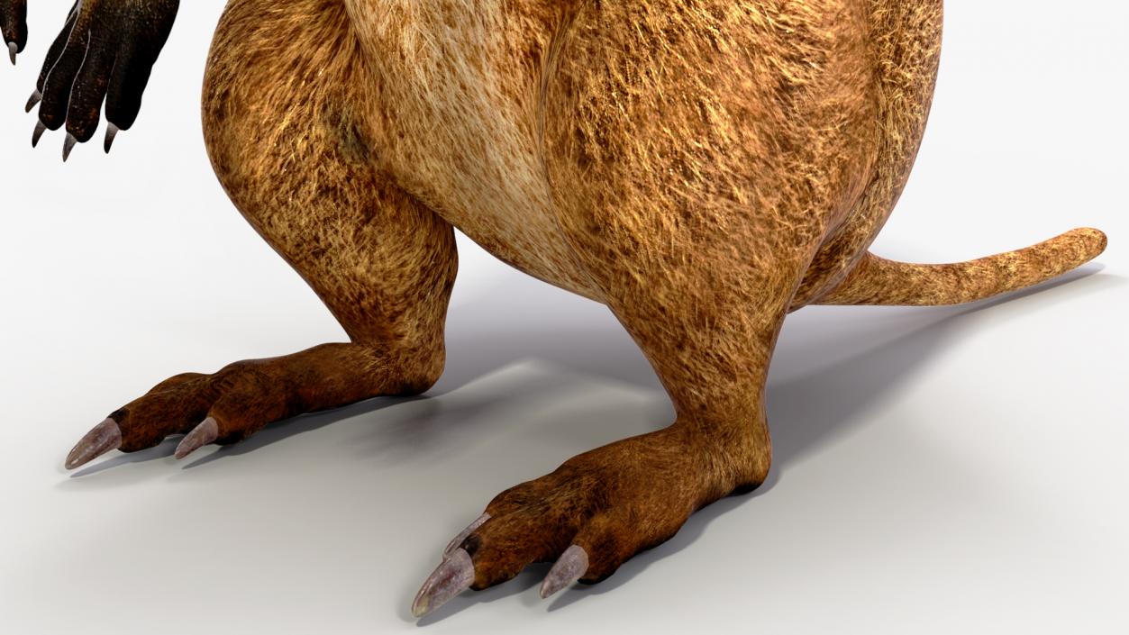 3D model Quokka Kangaroo