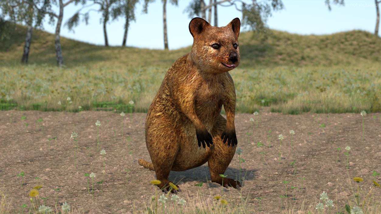 3D model Quokka Kangaroo