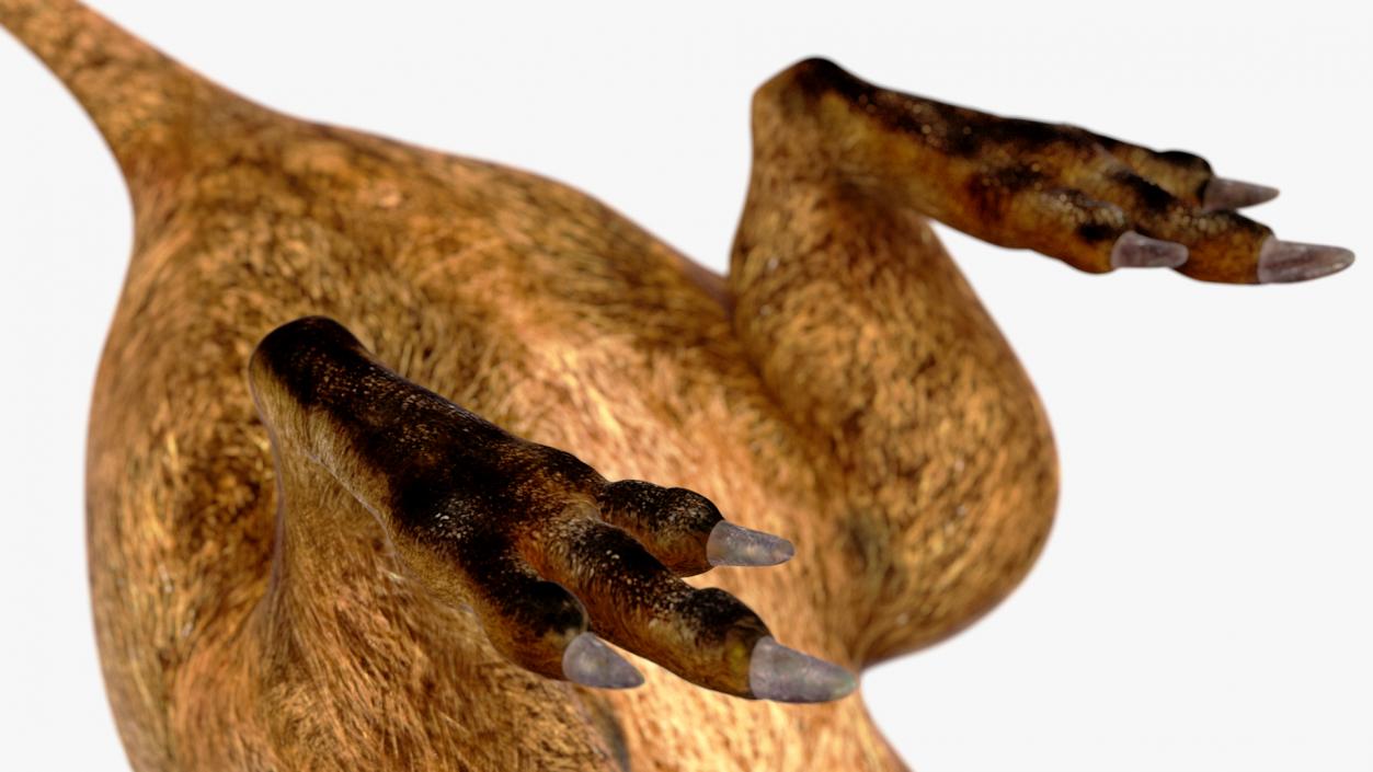 3D model Quokka Kangaroo