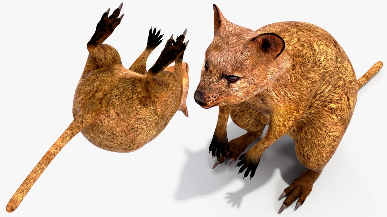 3D model Quokka Kangaroo