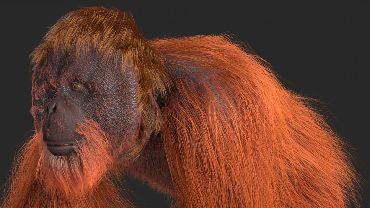 3D Orangutan Walking Fur